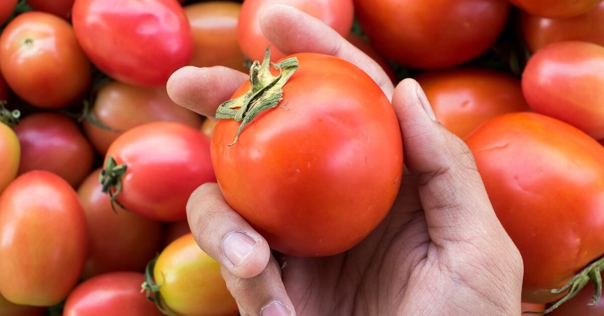 Лучшие сорта помидоров для теплицы из поликарбоната